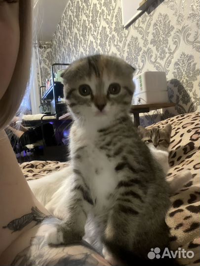 Вислоухие котята