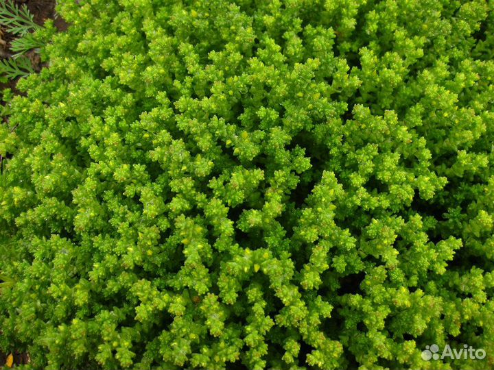 Набор почвопокровных растений