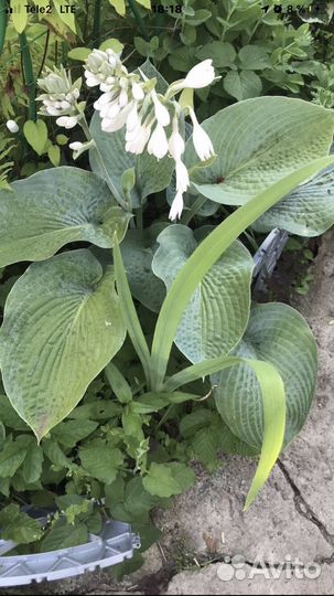 Саженцы хосты