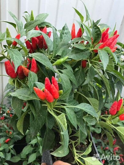 Шикарные кусты перца Огонёк