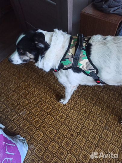 Шлейка для большой собаки