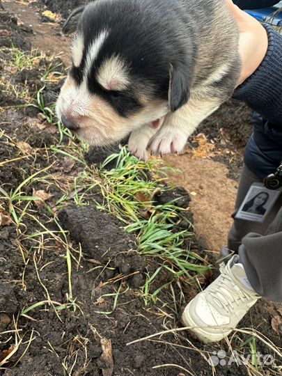 Щенки, отец Хаски