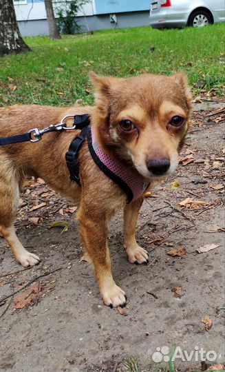 Собака в добрые ручки