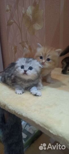 Продам Шотландских котят