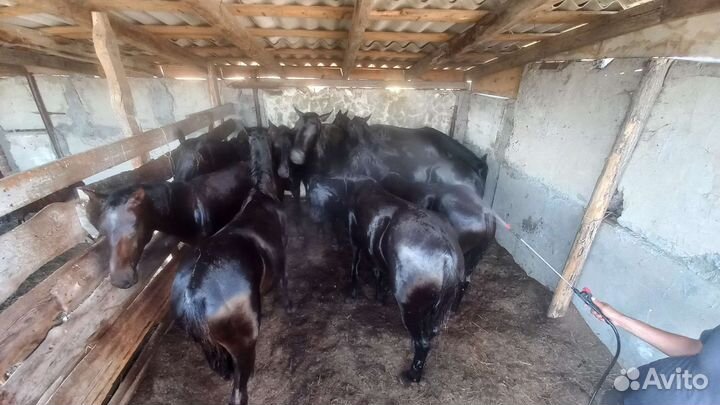 Кобылки,Элита''