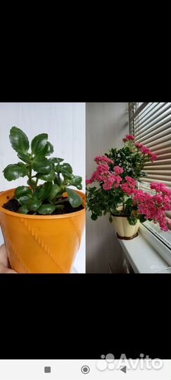 Каланхоэ розовый