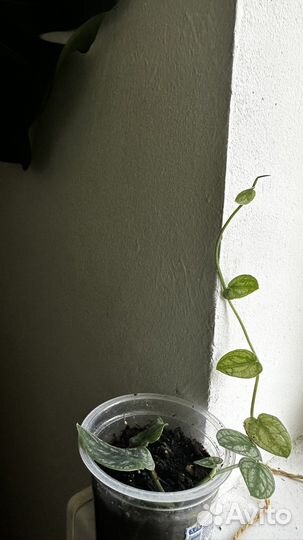 Монстера дубиа / monstera dubia