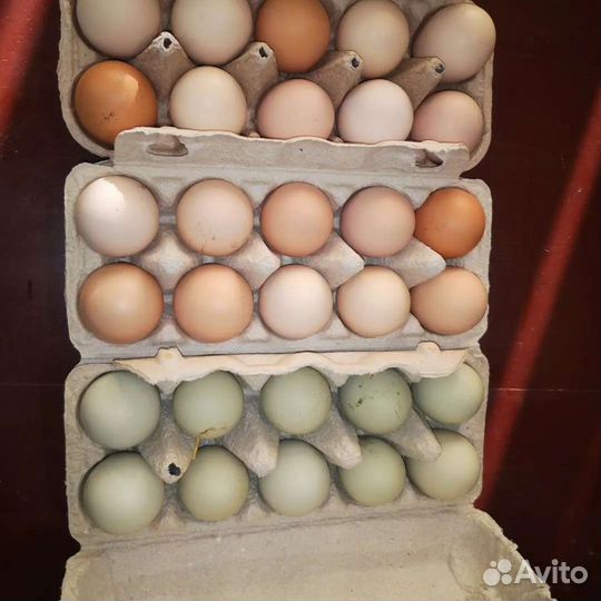 Инкубационное яйцо