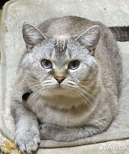 Британский котик Симба