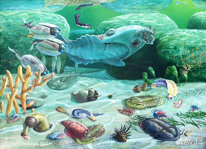 Раковины. Артефакт доисторического моллюска