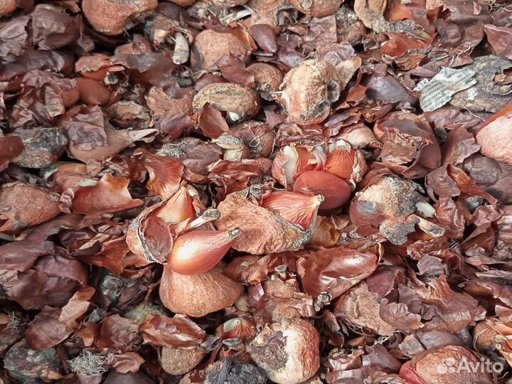 Луковицы тюльпанов