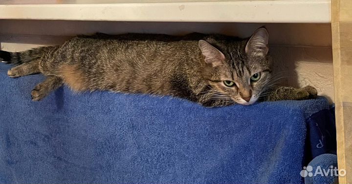 Отдам кошку в хорошие руки