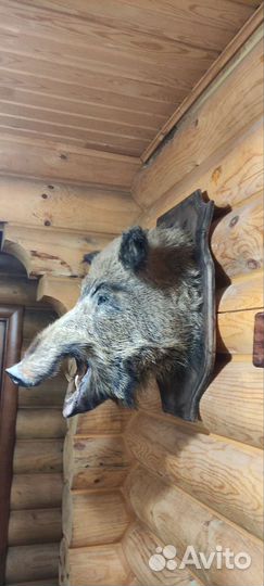 Чучело головы кабана