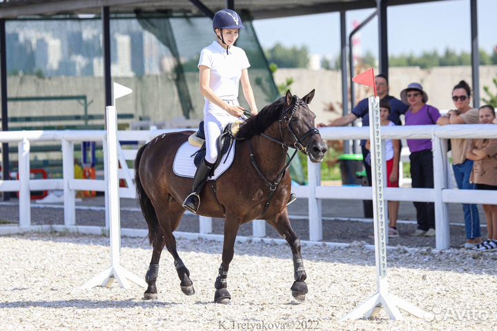 Лошадь на продажу