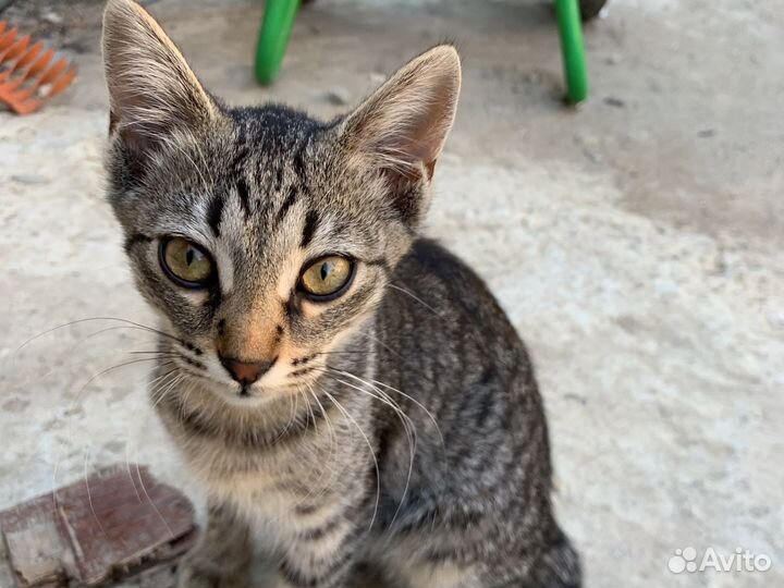 Котята в добрые руки бесплатно