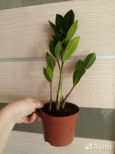 Замиокулькас