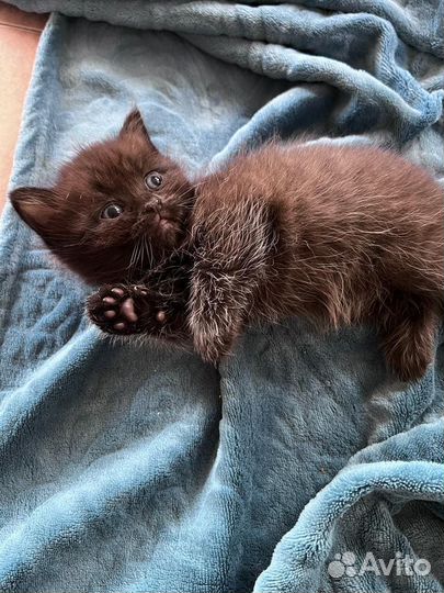 Котята бесплатно