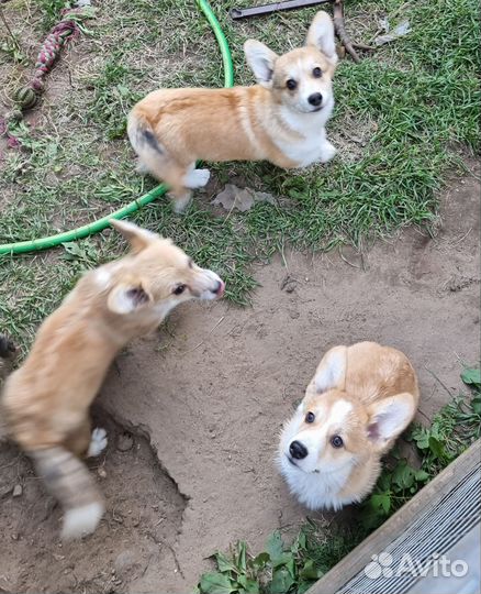 Вельш-корги пемброк