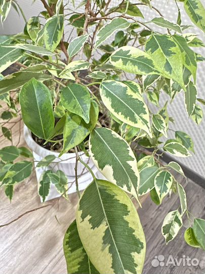 Фикус бенджамина пестролистный