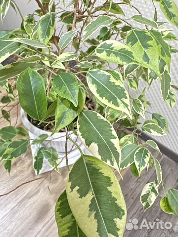 Фикус бенджамина пестролистный