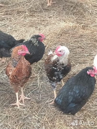 Молодые петухи