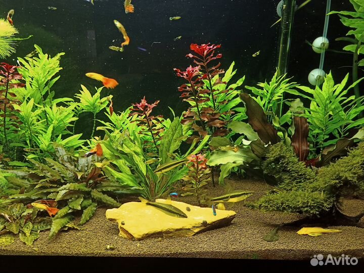 Аквариумные рыбки гуппи