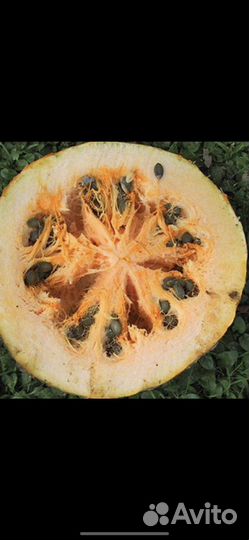 Семена - тыквы голосемянка