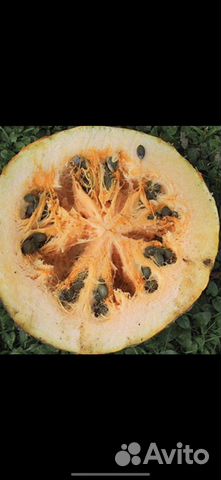 Семена - тыквы голосемянка