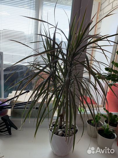 Драцена маргината