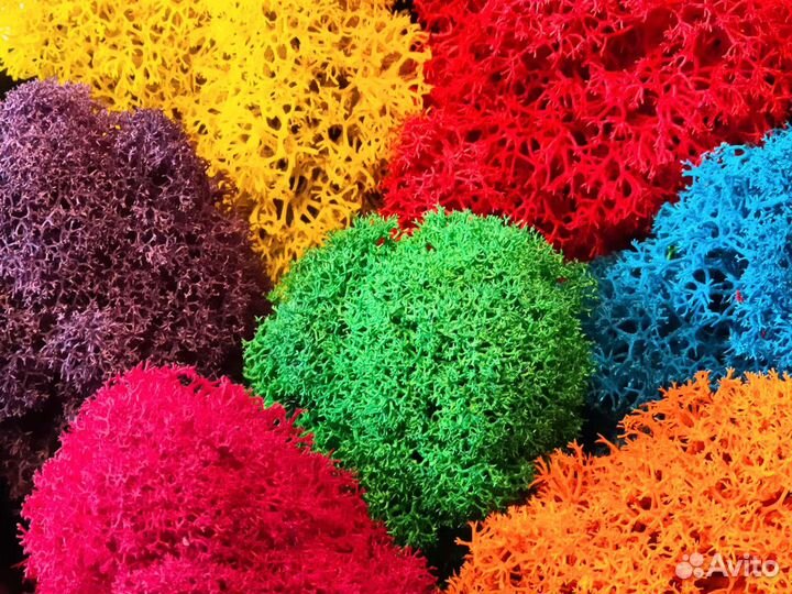 Мох стабилизированный