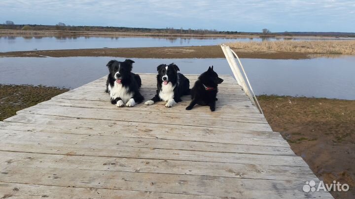 Дрессировка собак