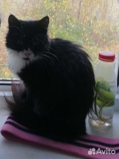 Кошечка Мариша в добрые руки