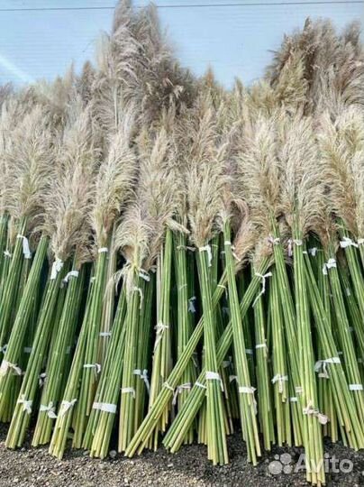 Кортадерия