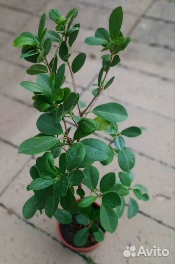 Комнатные цветы: фикусы, хлорофитумы, толстянка