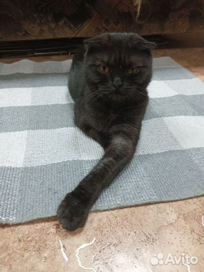 Шотландская вислоухая кошка бесплатно