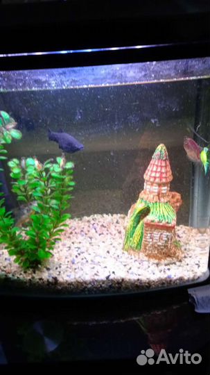 Аквариум с рыбками