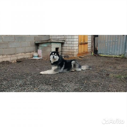 Сибирский хаски