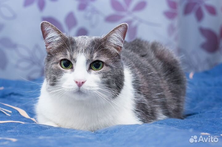 Кошки в добрые руки