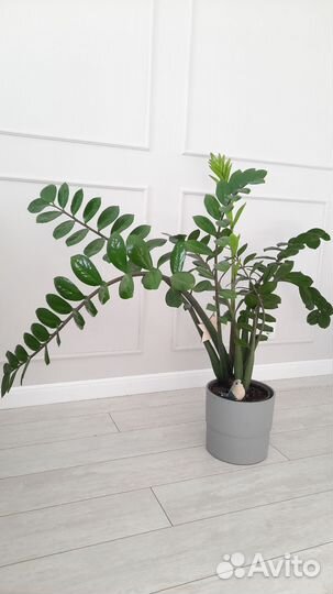 Замиокулькас