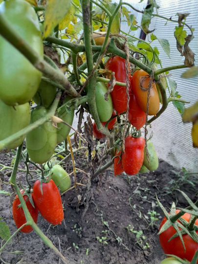 Дача 35 м² на участке 16 сот.