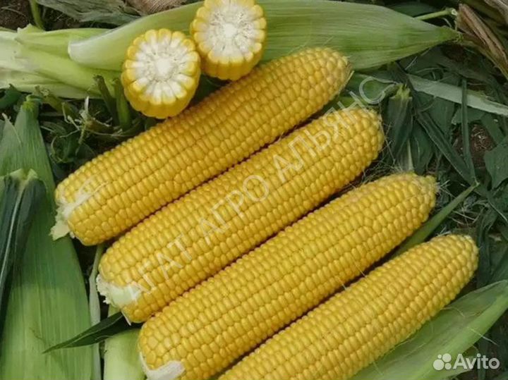 Семена кукурузы Пионер П8521