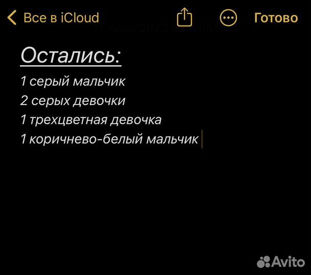 Котята в добрые руки даром