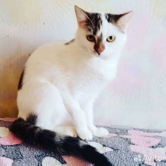 Кошечка Сонечка