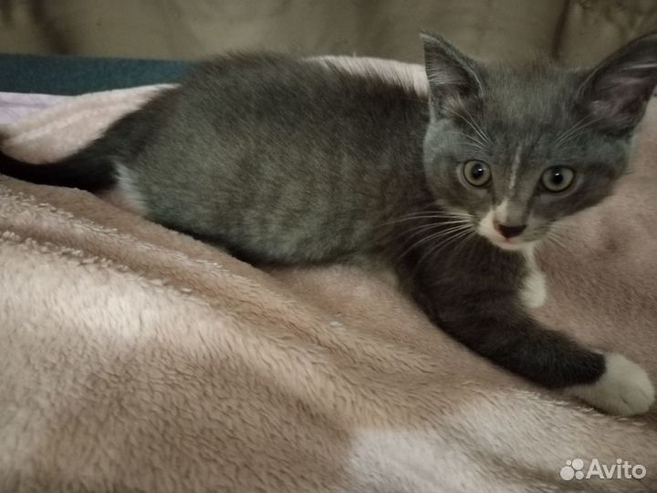 Котята отдам