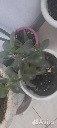 Толстянка,декабрист