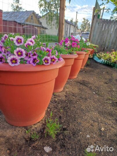 Цветы и готовые клумбы, саженцы клубники