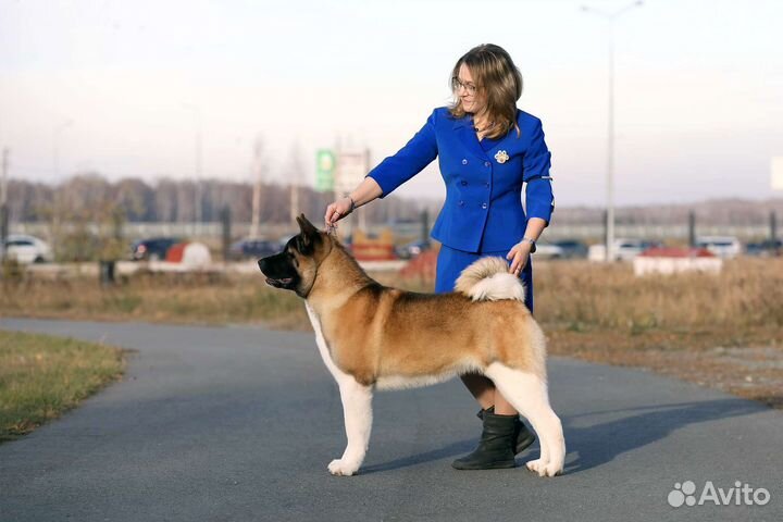 Хендлер (подготовка собак к выставке)