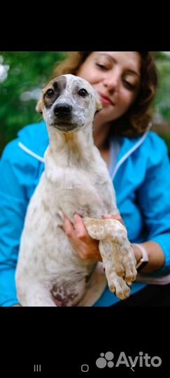 Щенок Тоффи из приюта