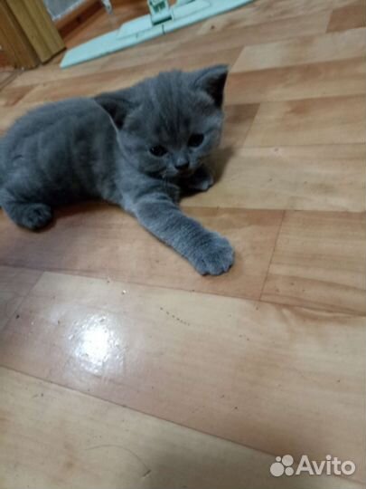 Шотландская