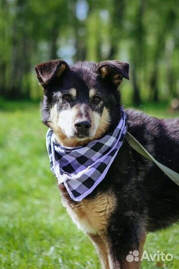 Собаку бросили в приюте